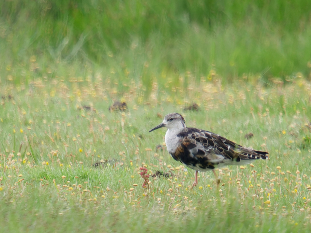 Photo of Ruff